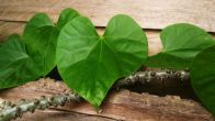 giloy benefits for female,giloy benefits for male.giloy benefits and side effects,giloy benefits for skin giloy tablet benefits,giloy side effects on kidney,giloy benefits for female fertility,can i take giloy everyday
