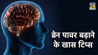 Brain
