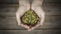benefits of pumpkin seeds sexually,pumpkin seeds benefits for female,pumpkin seeds cause erectile dysfunction how to eat pumpkin seeds for male fertility,disadvantages of eating pumpkin seeds,how much pumpkin seeds to eat daily pumpkin seeds benefits for male hair,best time to eat pumpkin seeds