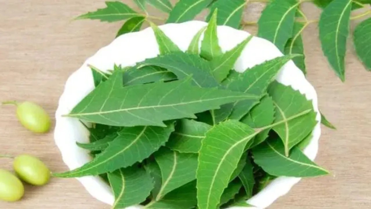 नीम का सेवन काफी लाभदायक