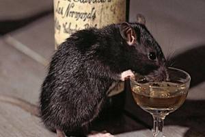 Rat