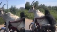 Dangerous Driving: ट्रैफिक नियमों की उड़ी धज्जियां, गाय को बच्चे की तरह आगे बैठाकर शख्स ने दौड़ाई बाइक