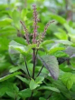 Tulsi plants are planted in the house know rules related