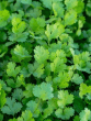 Coriander leaves