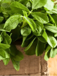 Methi Leaves Benefits