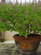 Keep these 6 things near Tulsi plant before 27th November Goddess Lakshmi come to your house