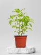 Why is Tulsi plant planted in courtyard of the house Know its classical rules