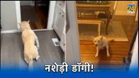 dog, jack, Vodka, Baileys, Trending News, video viral, drunk dog, dog drunk Vodka, dog drunk Baileys, social media, funny videos, Trending News hindi, Trending videos
