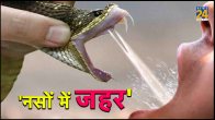 Snake Venom