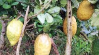 5kg lemons