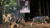 Black Tiger Of India