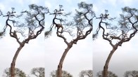 Leopard Monkey Viral Video