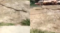 Snake Viral Video