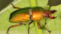 Stag beetle