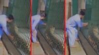 Tiger Viral Video