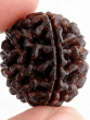 Ek mukhi rudraksha ke fayde in hindi