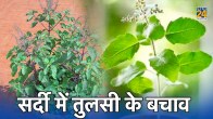 Tulsi Care Tips
