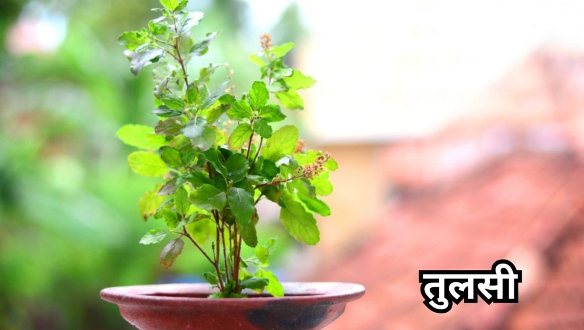 Tulsi Care Tips