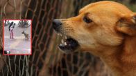 Street Dog Attack