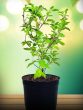 Tulsi