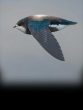 White Throated Needletail