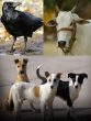 benefits of feeding animals