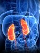 kidney