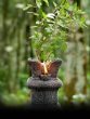 tulsi plant