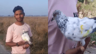 Bihar Sanju Pigeon