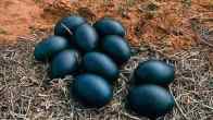 EMU Eggs