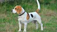 Ghaziabad Pet dog registration fee