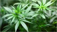 Marijuana Plants