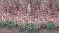 Tiger Eating Grass