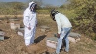 bee farming