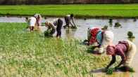 budget 2024 for agriculture sector