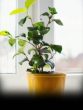 sunlight plants
