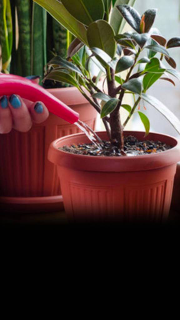 watering plants