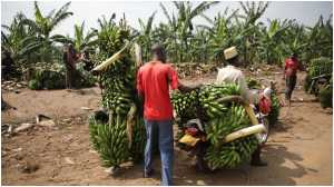 Banana Farming