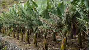 Banana Trees