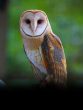 Owl animals that can see even with closed eyes