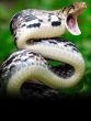Snake (1)