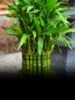bamboo plant