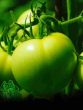 green tomato
