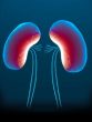 kidney