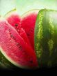 water melon