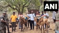 Donkeys carry EVMs