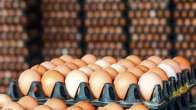 eggs price