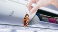 how to get rid of cockroaches