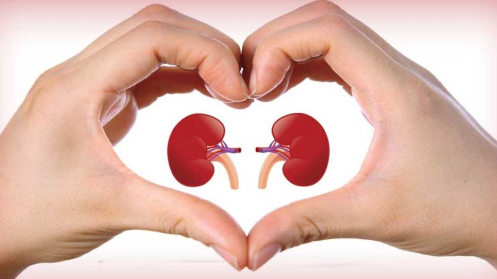 Kidney