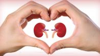 Kidney